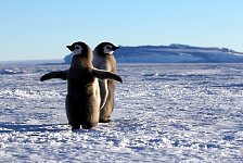 Emperor Penguin colonies, Antarctica