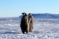 Emperor Penguin colonies, Antarctica