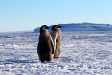 Emperor Penguin colonies, Antarctica