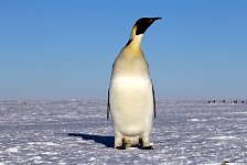 Emperor Penguin colonies, Antarctica