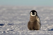 Emperor Penguin colonies, Antarctica