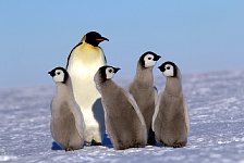 Emperor Penguin colonies, Antarctica