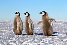 Emperor Penguin colonies, Antarctica