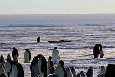 Emperor Penguin colonies, Antarctica