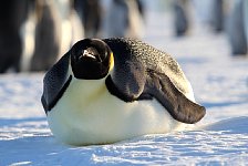 Emperor Penguin colonies, Antarctica