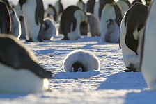 Emperor Penguin colonies, Antarctica