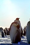 Emperor Penguin feeding chick