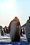 Emperor Penguin feeding chick