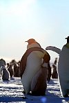 Emperor Penguin feeding chick