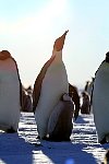 Emperor Penguin feeding chick