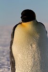 Emperor Penguin colonies, Antarctica