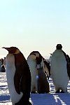 Emperor Penguin feeding chick