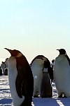 Emperor Penguin feeding chick