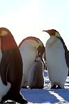 Emperor Penguin feeding chick