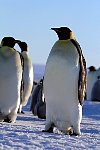 Emperor Penguin colonies, Antarctica