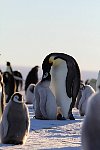 Emperor Penguin feeding chick