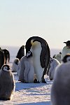 Emperor Penguin feeding chick