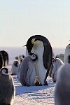 Emperor Penguin feeding chick