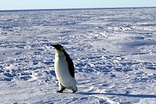 Emperor Penguin colonies, Antarctica