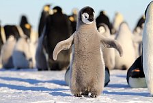 Emperor Penguin colonies, Antarctica