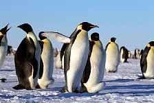 Emperor Penguin colonies, Antarctica