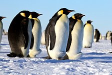 Emperor Penguin colonies, Antarctica