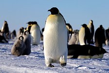 Emperor Penguin colonies, Antarctica