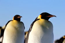 Emperor Penguin colonies, Antarctica