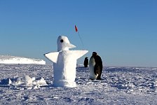 Emperor Penguin and snow penguin