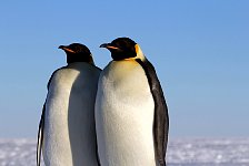 Emperor Penguin colonies, Antarctica