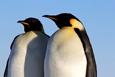 Emperor Penguin colonies, Antarctica