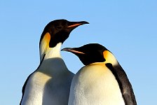 Emperor Penguin colonies, Antarctica