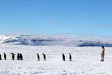 Emperor penguin boxer shorts and Emperor Penguins