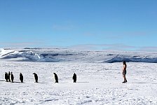 Emperor penguin boxer shorts and Emperor Penguins