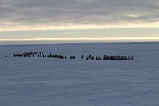 Fluffy penguin kindergarten