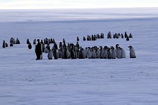 Fluffy penguin kindergarten