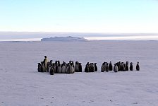 Fluffy penguin kindergarten