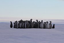 Fluffy penguin kindergarten