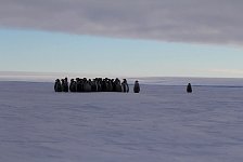 Weak penguin