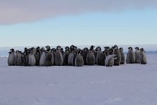 Fluffy penguin kindergarten