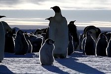 Emperor Penguin colonies, Antarctica