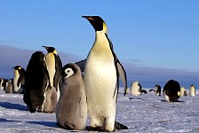 Emperor Penguin colonies, Antarctica