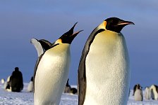 Emperor Penguin colonies, Antarctica