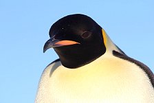 Emperor Penguin colonies, Antarctica