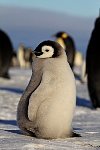 Emperor Penguin colonies, Antarctica