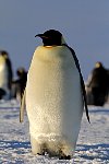 Emperor Penguin colonies, Antarctica