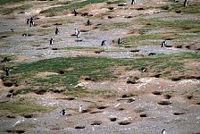 Magellanic Penguin burrows at Magdalena Island