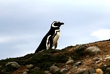 Magellanic Penguin