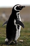 Magellanic Penguin