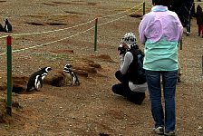 Path amongst penguins